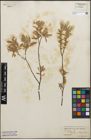 Foto von Salix glauca L.